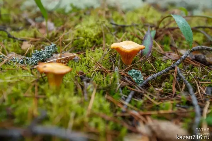 Эксперт Асеев сообщил, что тёплая погода и дожди в мае способны способствовать щедрому сбору грибов.