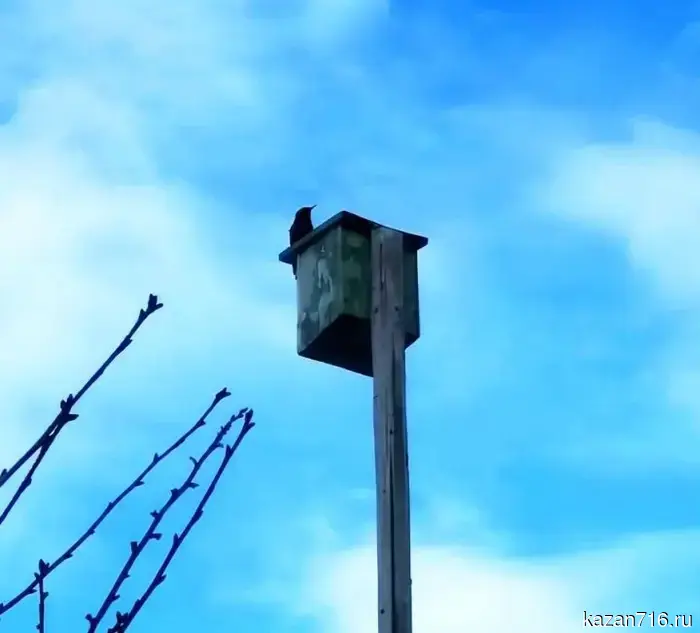 Скворцы прибыли: первая пара.