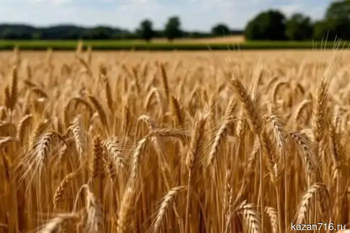 Практически 4 тысячи тонн пшеницы из РТ были экспортированы во Вьетнам.