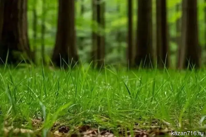 Ticks have awakened in Tatarstan.