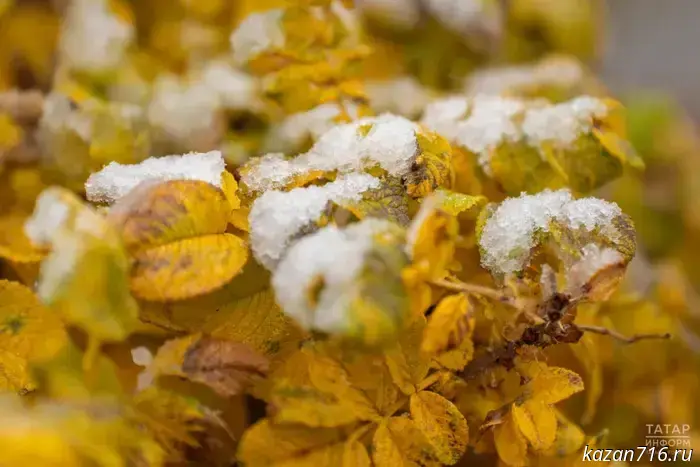 Вильфанд: Ноябрь окажется теплее обычного в Приволжье и еще в пяти федеральных округах.