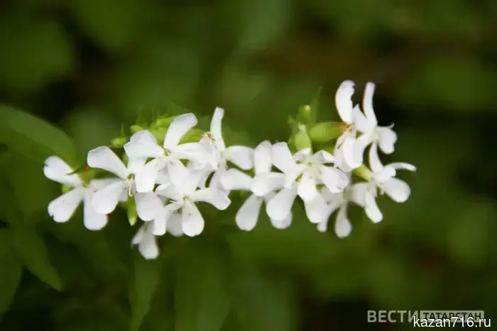 В Татарстане прогнозируется увеличение температуры до +15 градусов.