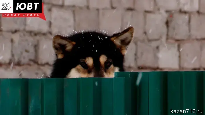 Three dogs died from poison in Buinsk.
