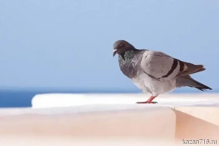 Four people were poisoned by gas due to a pigeon stuck in the chimney in Nurlat.