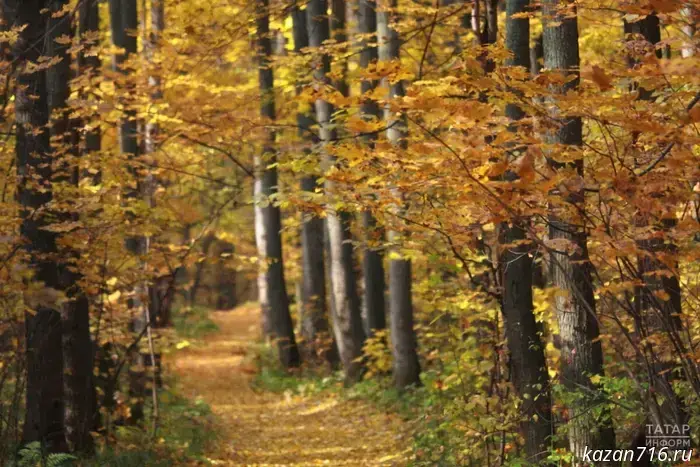 Meteorologist Ilyin predicted a late arrival of the golden autumn in Tatarstan.
