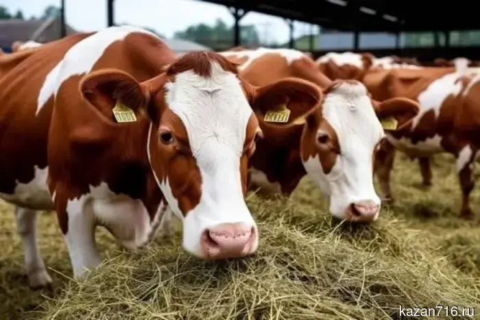 In five years, the number of farms in Tatarstan has decreased by a third.