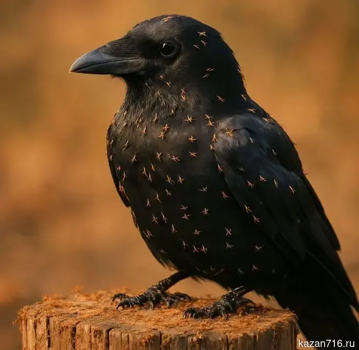 Crows are treated by ants: an amazing fact about anting in nature