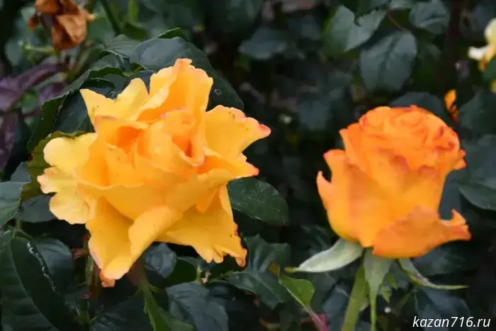 So that the roses will delight with lush blooms every year