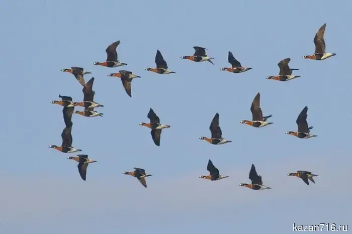 The hunting season for drakes using decoy ducks has started in Tatarstan.