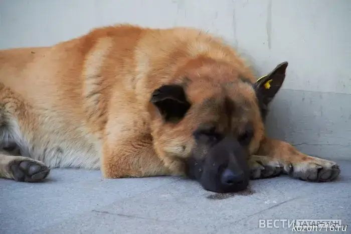 In Vasilyevo, a pack of dogs attacked a girl.