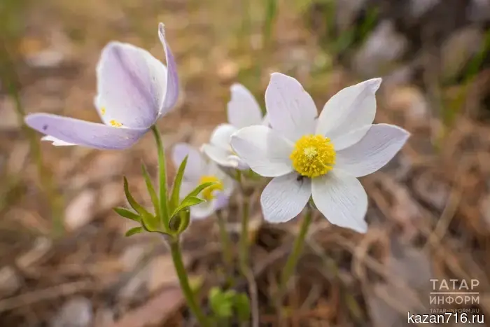 Gathering snowdrops may result in up to 8 years of imprisonment for Russians.