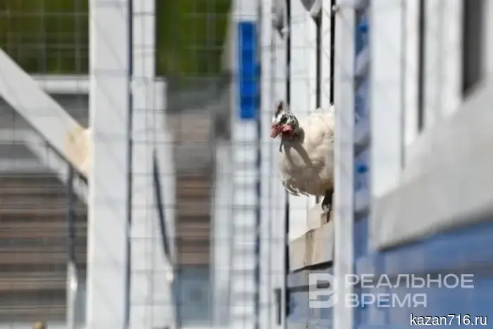 The livestock sector in Tatarstan earned 50 billion rubles in the first quarter.