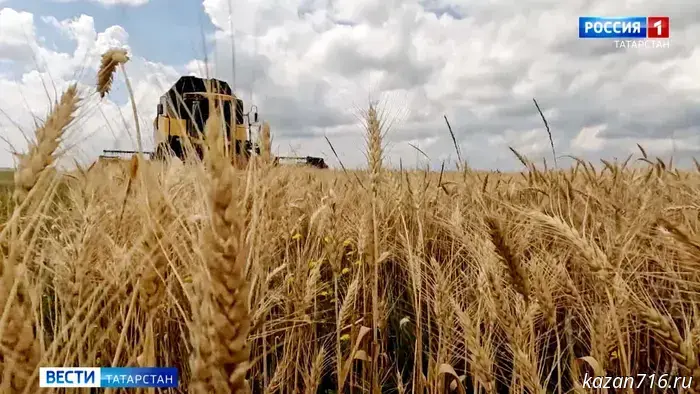 Grain harvesting in Tatarstan is nearing completion.