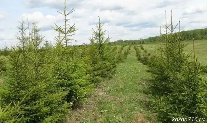 Operation "Yel" will start in Tatarstan on December 15.