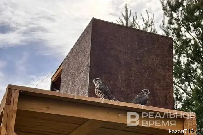 Азат Зиганшин: «Наша цель — навести порядок в республике.»