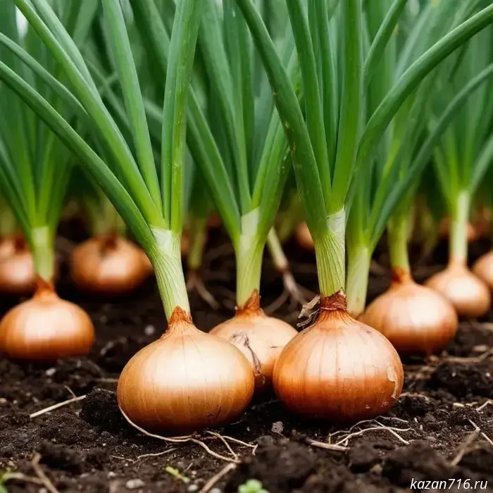 Time to harvest onions: traditions and customs of September 17