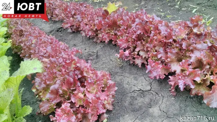 How to choose fertilizers for the garden: a brief guide