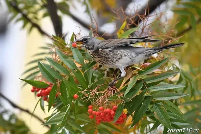 A temperature record was broken in Kazan on November 29.