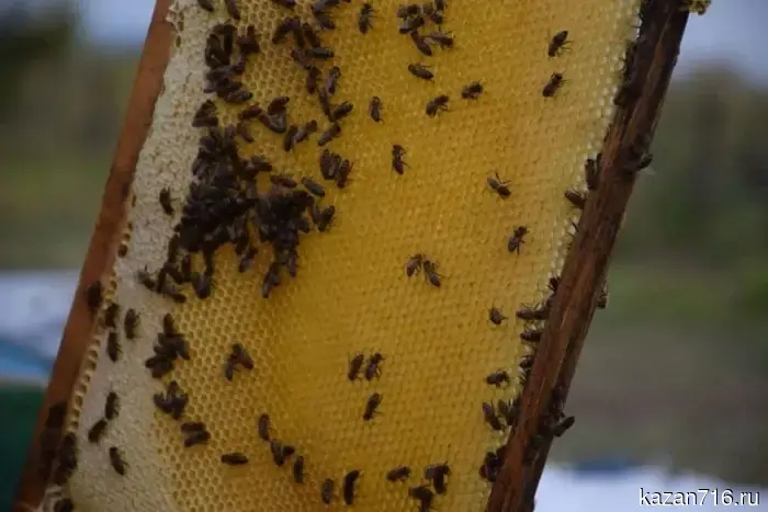 Honey under control: in the Nurlatsky district, apiaries are receiving official passports