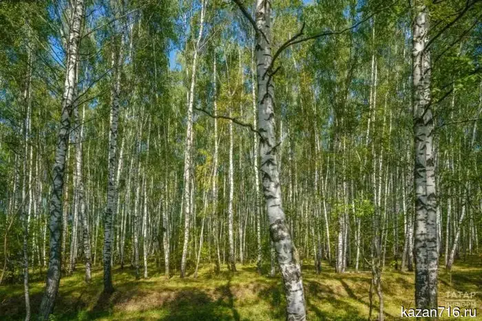 В Татарстане приобретут лесозаготовительное оборудование в рамках национального проекта «Экологическое благополучие».