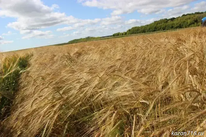 Tatarstan has achieved a record grain harvest: more than 4.6 million tonnes were harvested.