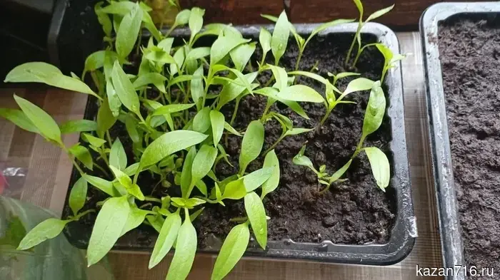 How to fertilize pepper seedlings after transplanting: tips for a rich harvest