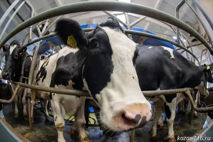 Milk production increased in Tatarstan.