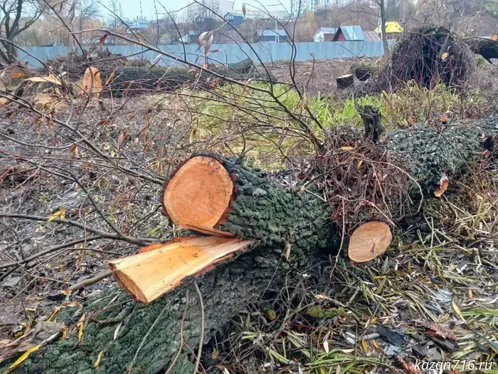 Мэрия Казани прокомментировала снос деревьев в Русско-Немецкой Швейцарии.