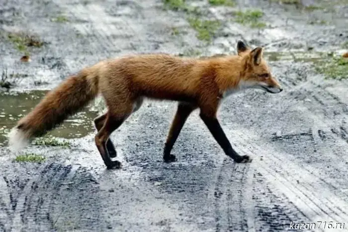The republic is predicting an increase in cases of rabies and brucellosis.