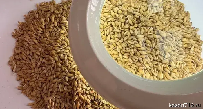 В Татарстане в 737 тоннах ячменя обнаружили живого хлебного клеща.