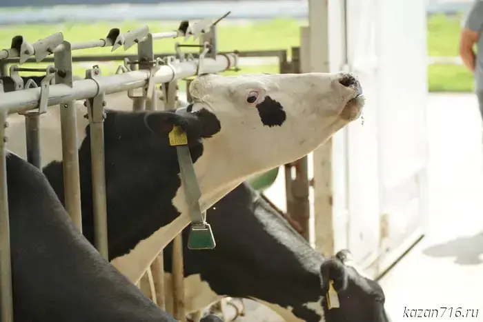 Milk production in Tatarstan increased by 6%.