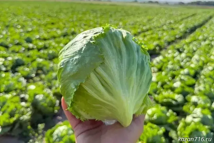 К 2030 году экспорт сельскохозяйственной продукции из Татарстана должен достигнуть $900 миллионов.