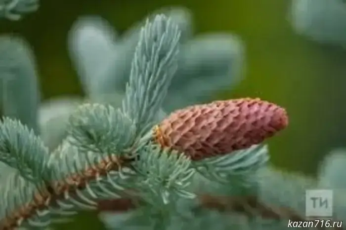 Татарстан занял первое место в рейтинге участников нацпроекта «Экологическое благополучие».