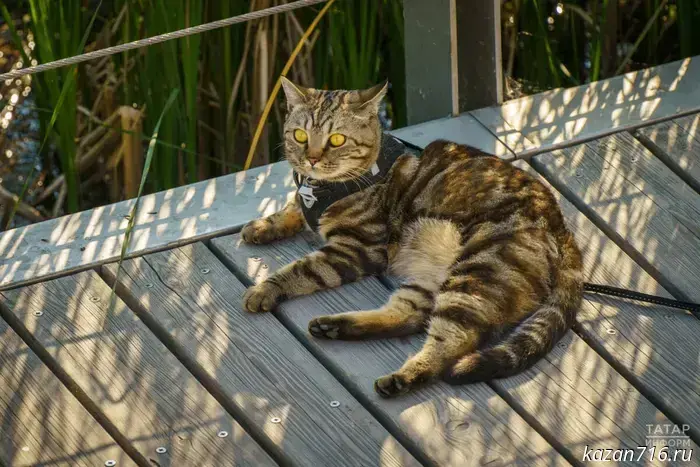 Free rabies vaccinations for dogs and cats will be offered in Kazan this weekend.