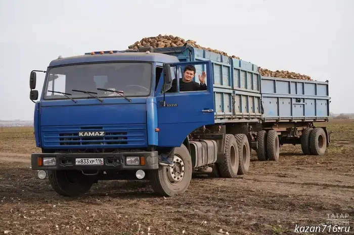 В Татарстане убрано половина площадей, отведенных под сахарную свеклу.