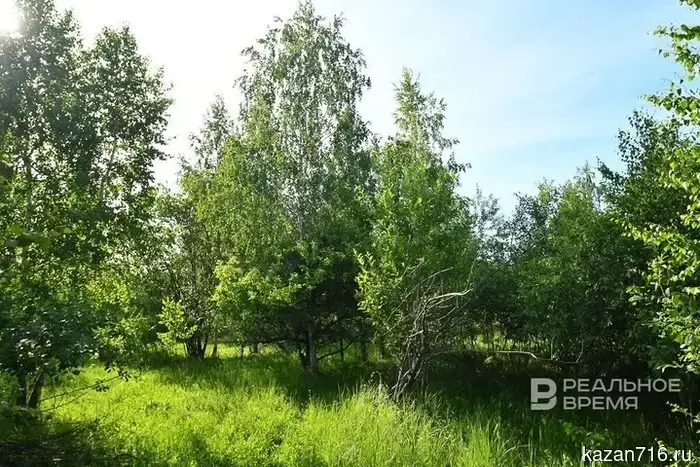 Tatarstan's anti-record: timber processing volumes are falling faster than in Russia.