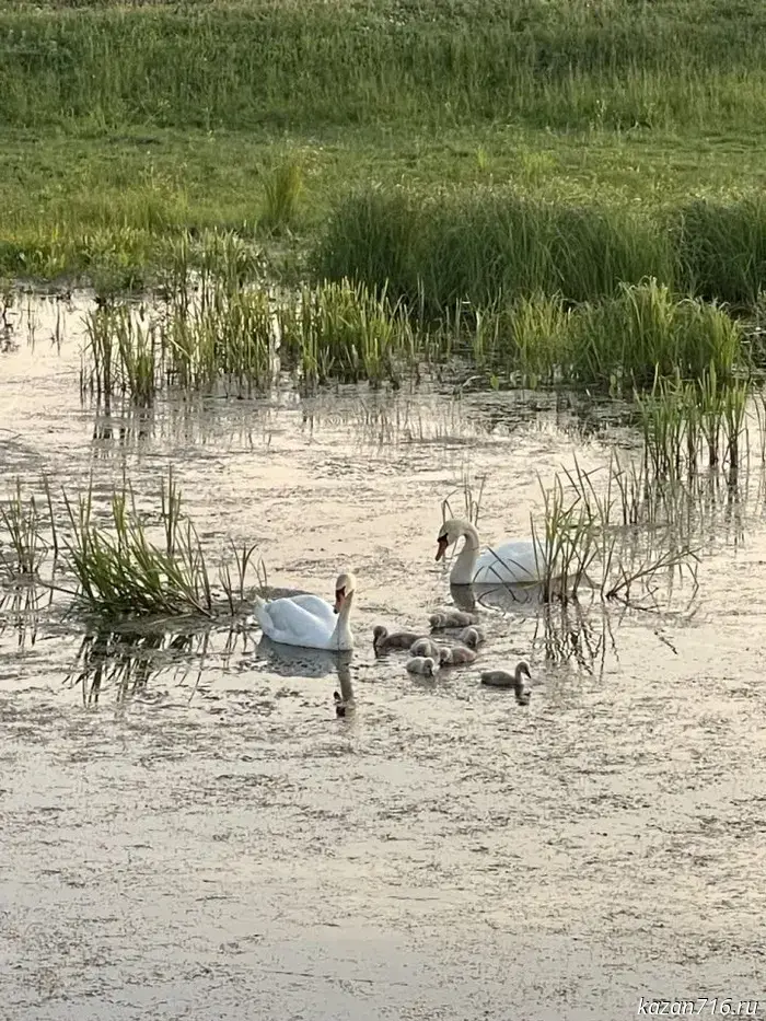What to do if you see swans in winter