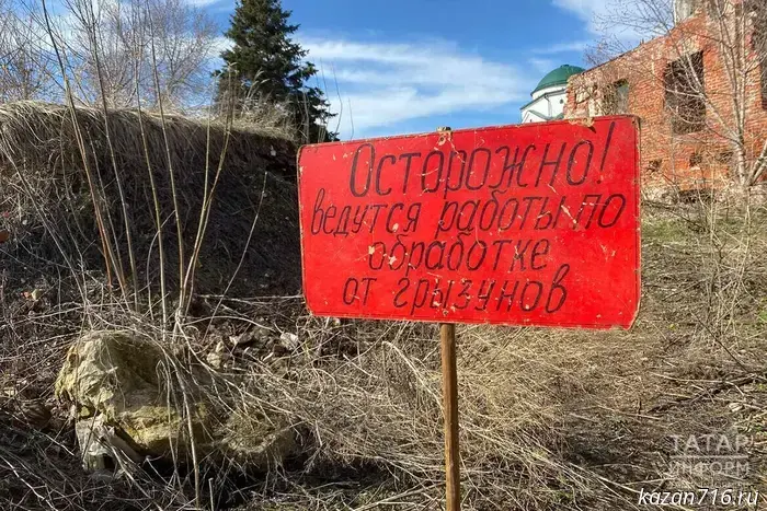 "35 dangerous infections and musophobia": Tatarstan residents complain about a rodent invasion