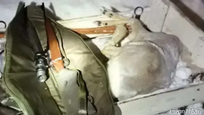 Poachers on a snowmobile: illegal hunting of a roe deer foiled in Spassky District.