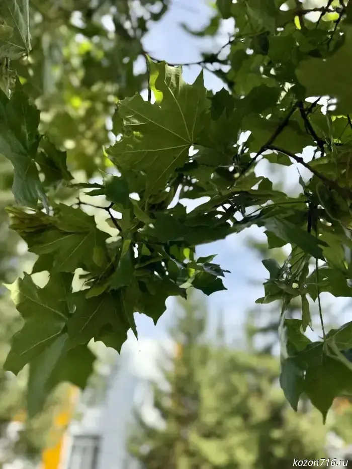 Weather forecast for Mendeleyevsk on September 14: possible morning frosts