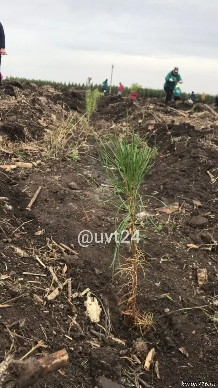 A mass tree planting will take place in Bugulma.