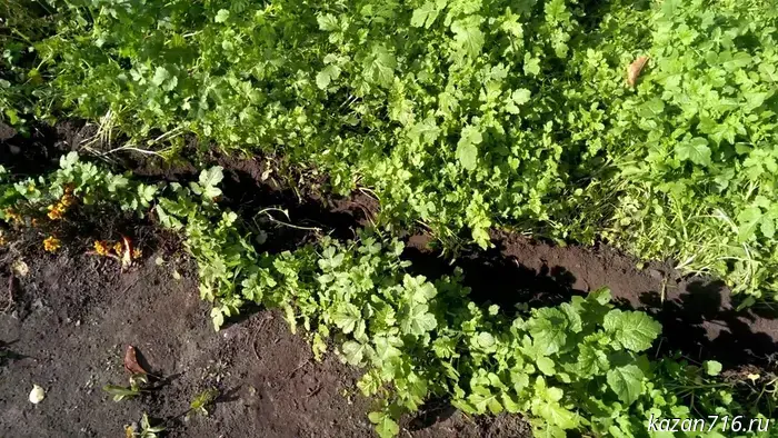 There's still time to make the soil fertile before the cold sets in. The fastest-growing green manure crops for the soil.