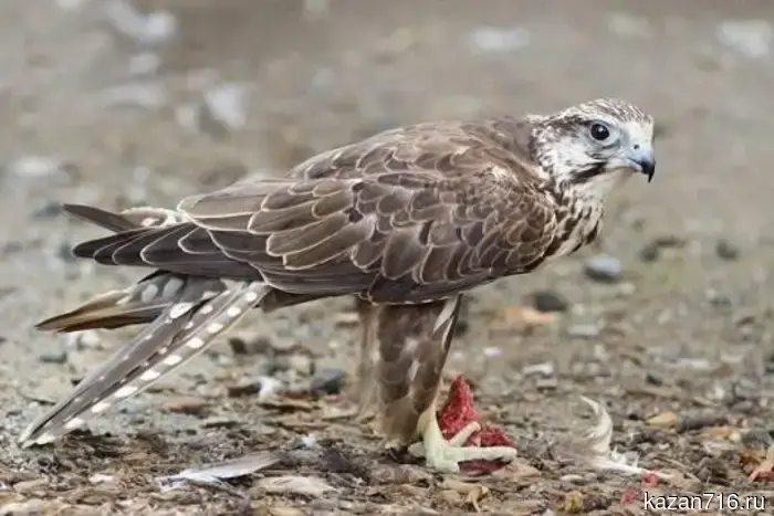 A record number of red-listed saker falcons have been released in Tatarstan.