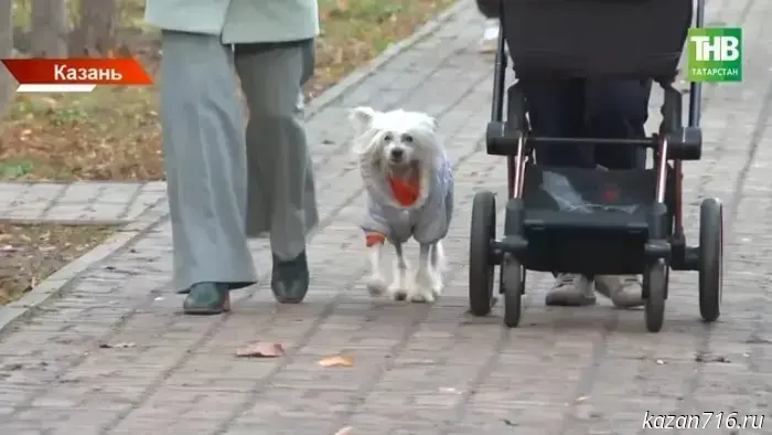 Air masses from the Atlantic warmed by the Gulf Stream: a climatologist explained the abnormal warmth in Tatarstan.