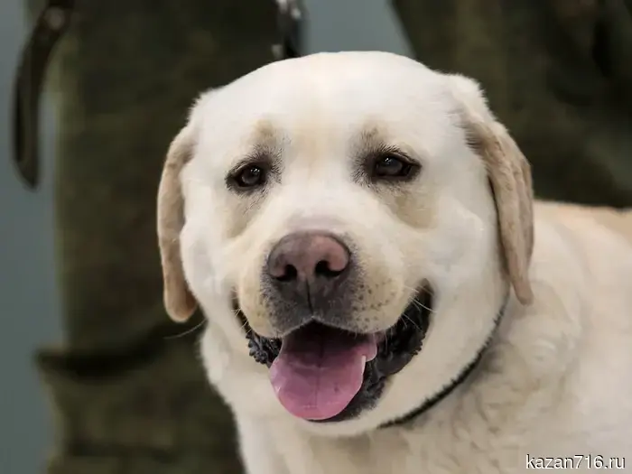 This weekend, free rabies vaccination for pets will take place in the villages.