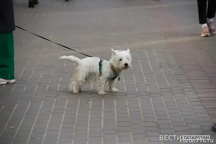 In Kazan, a woman lost 30,000 rubles while trying to buy a puppy.