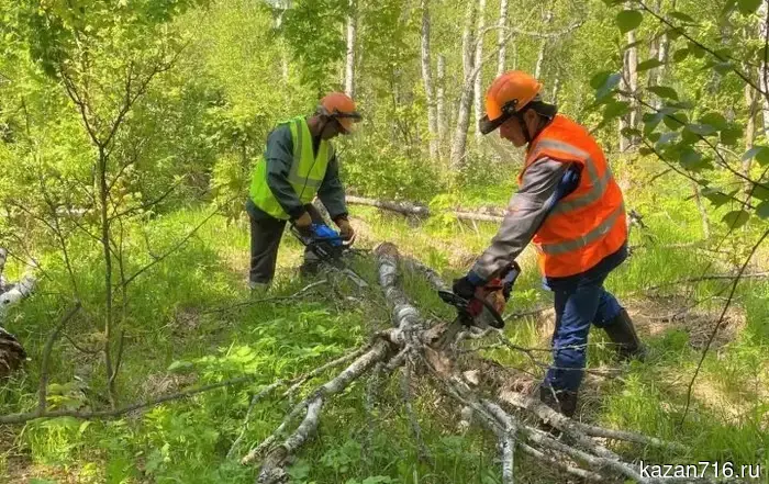 Уборка в лесах Татарстана стартует 20 апреля.