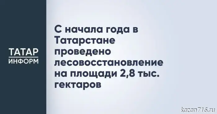 Since the beginning of the year, 2,800 hectares of forest have been restored in Tatarstan.