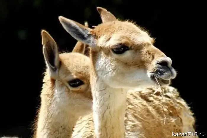 В зоопарке Казани появился на свет детёныш гуанако, занесённого в Красную книгу.