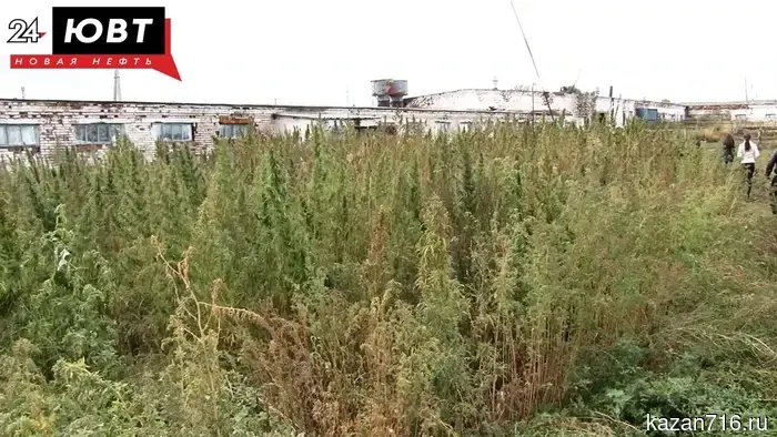 Полиция Лениногорска ликвидировала 10 кустов дикорастущей конопли в рамках операции «Мак-2026».